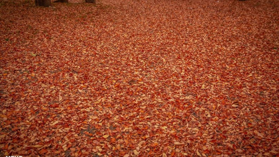 پاییز هزار رنگ جنگل‌های هیرکانی