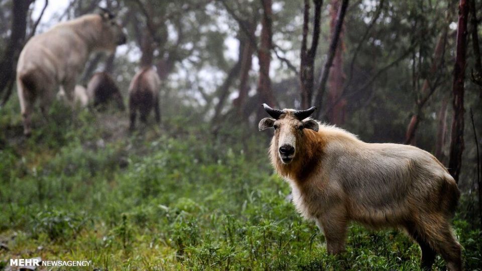 تصاویری دیدنی از حیات وحش