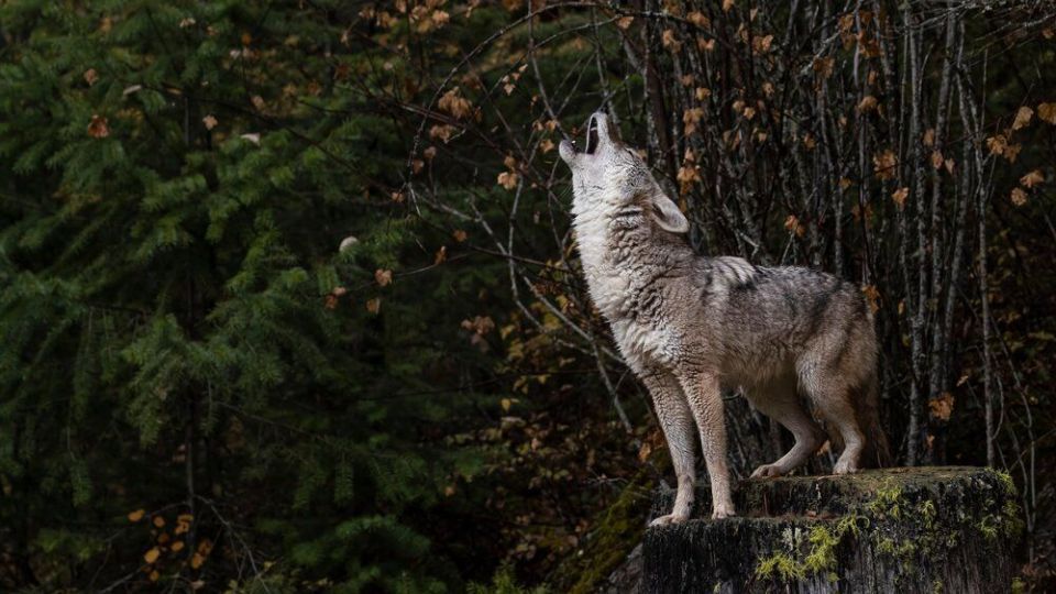 تصاویری دیدنی از حیات وحش