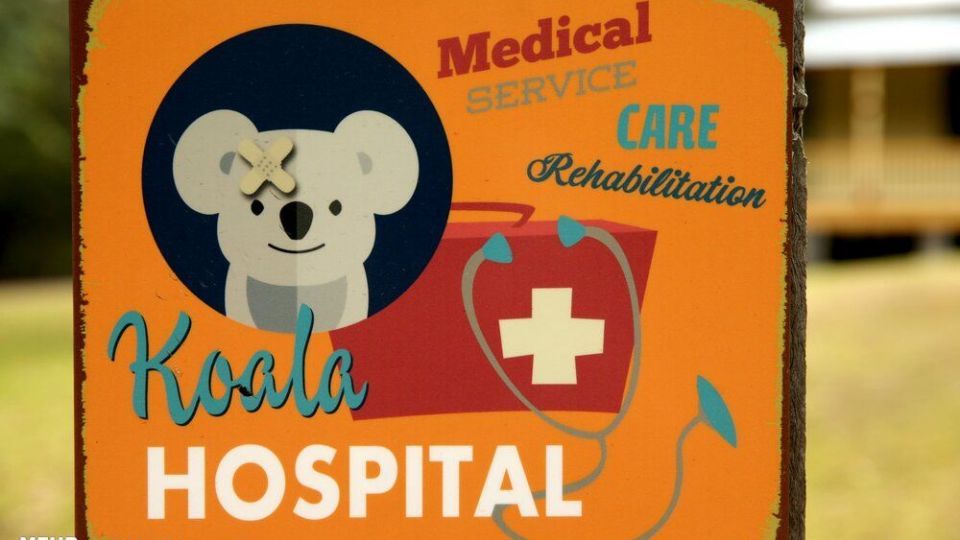 تصاویری دیدنی از حیات وحش