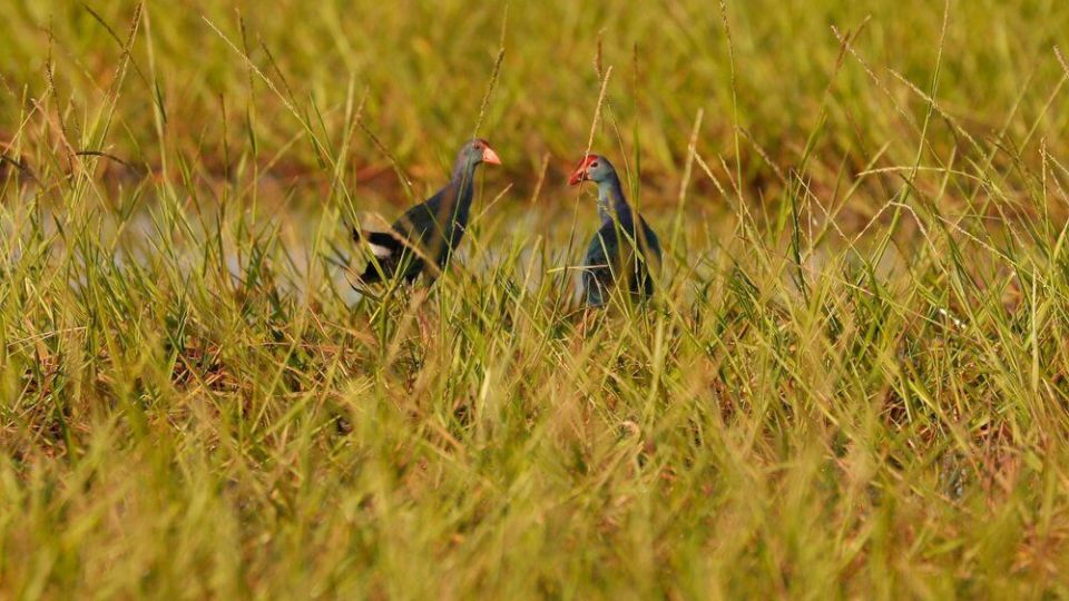 تصاویری دیدنی از حیات وحش