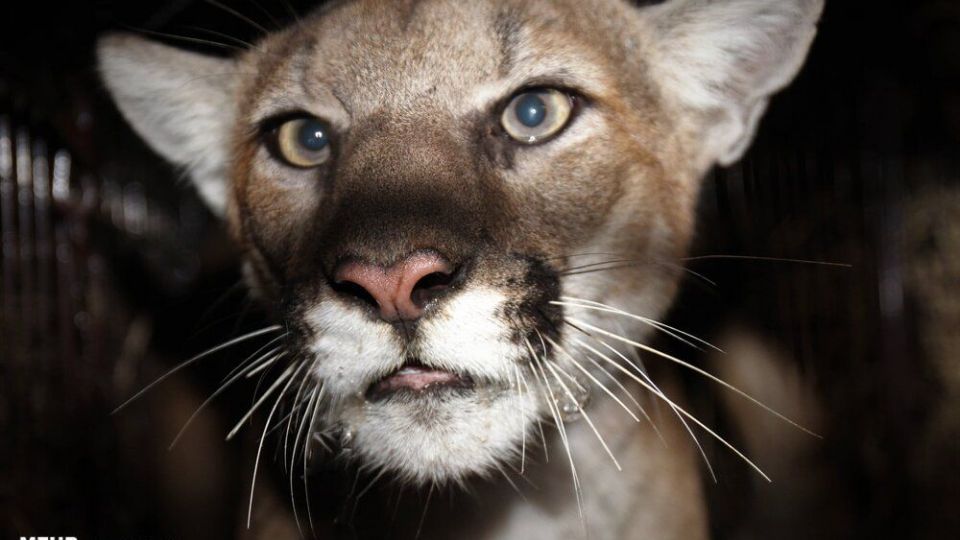 تصاویری دیدنی از حیات وحش