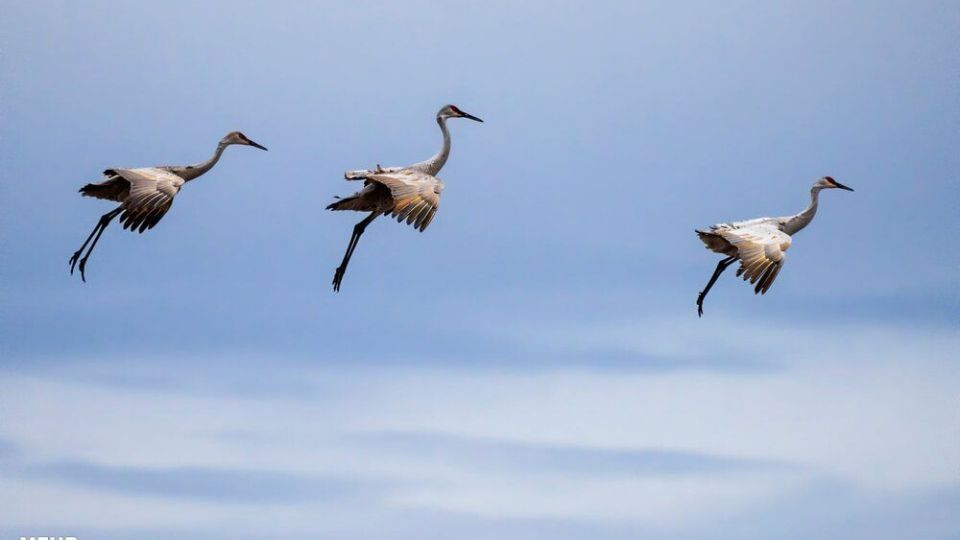 تصاویری دیدنی از حیات وحش