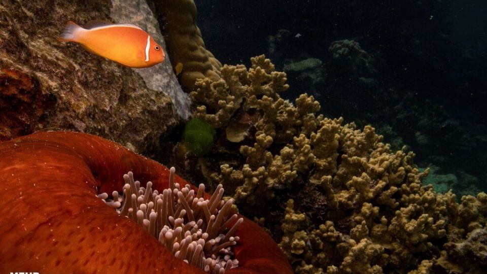 تصاویری دیدنی از حیات وحش