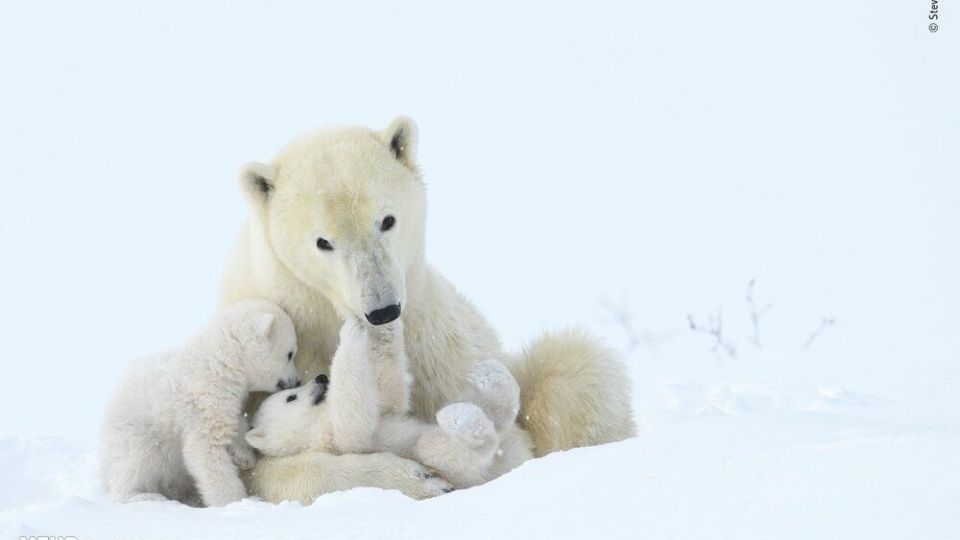 تصاویری دیدنی از حیات وحش