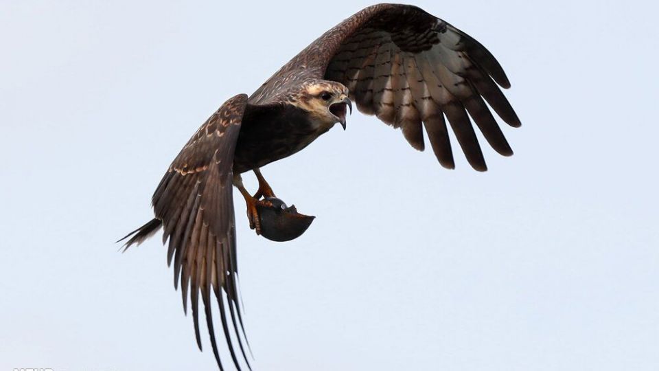 تصاویری دیدنی از حیات وحش