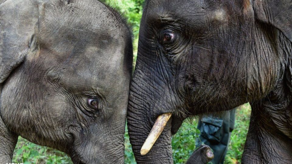 تصاویری دیدنی از حیات وحش