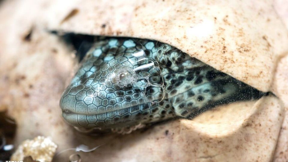 تصاویری دیدنی از حیات وحش