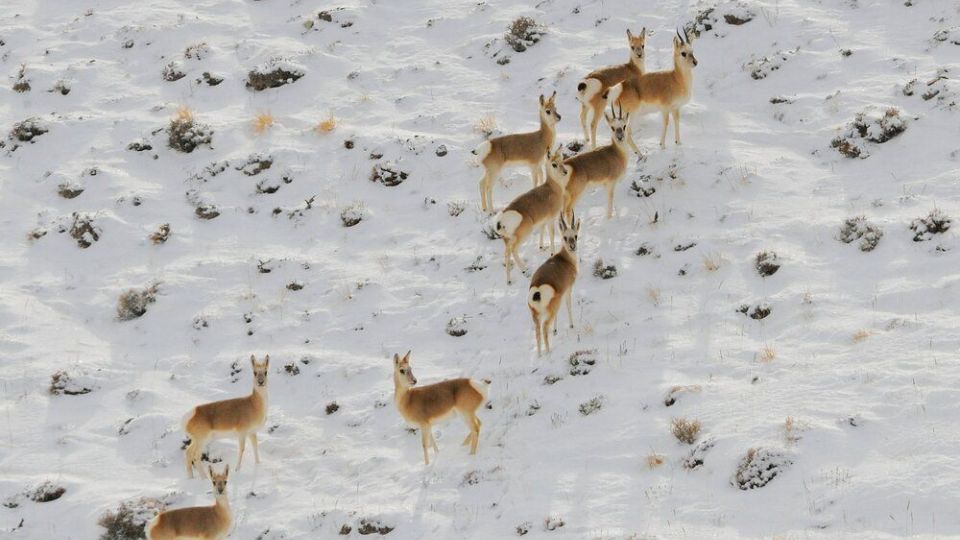 تصاویری دیدنی از حیات وحش