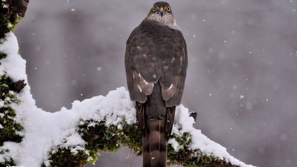 تصاویری دیدنی از حیات وحش