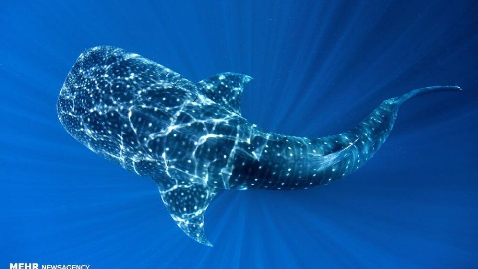 تصاویری دیدنی از حیات وحش