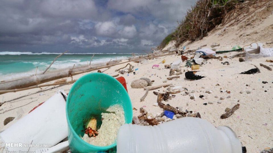 تصاویری دیدنی از حیات وحش