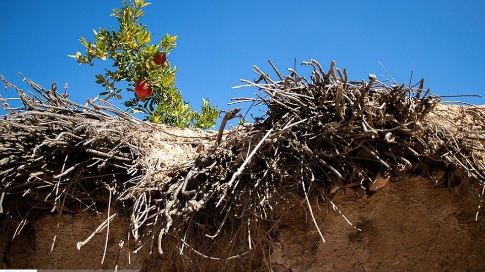 انارِ قصرالدشت