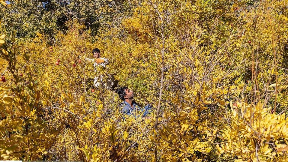 انارِ قصرالدشت