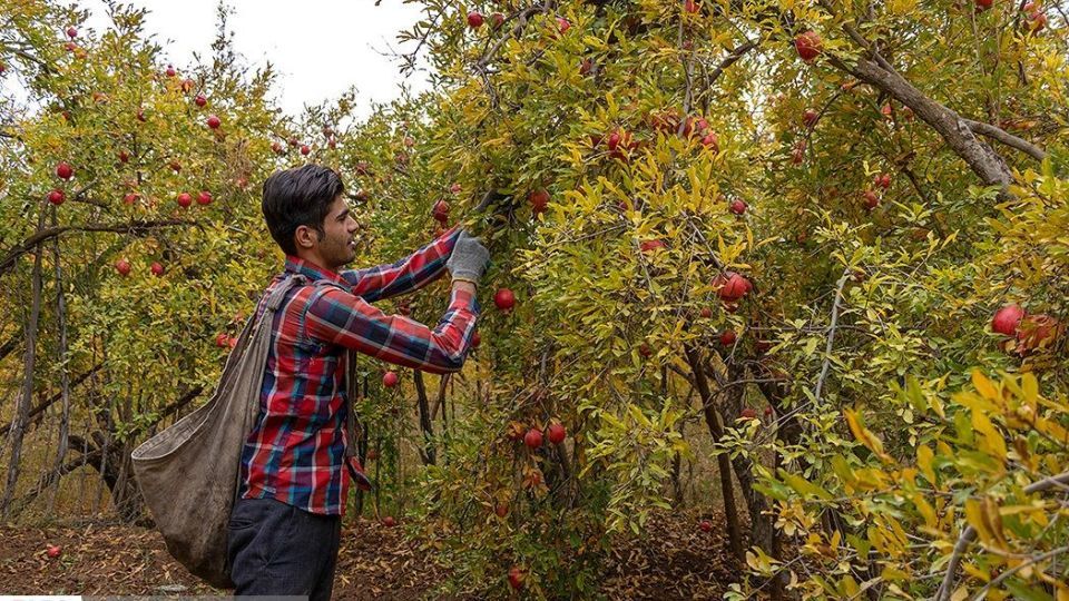 انارِ قصرالدشت