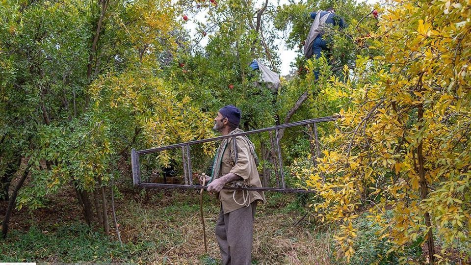 انارِ قصرالدشت