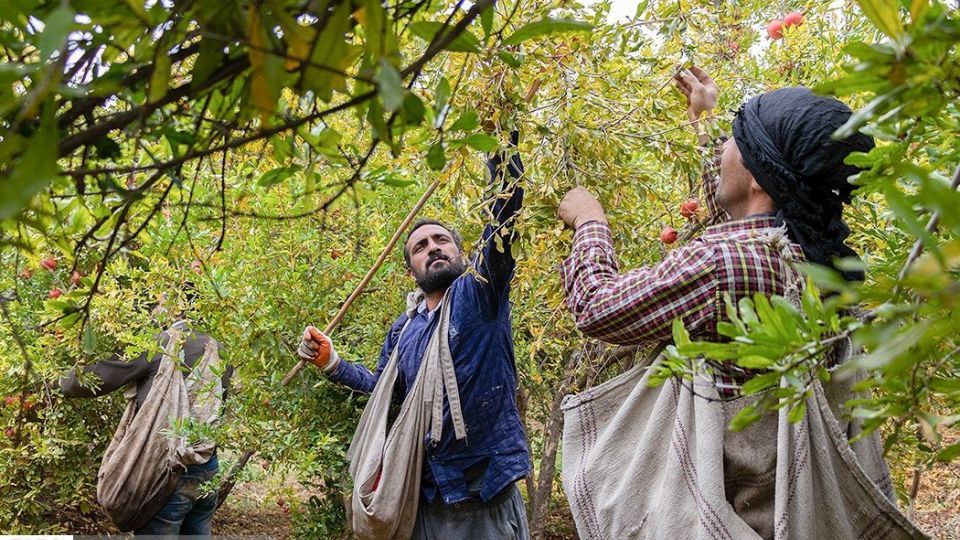 انارِ قصرالدشت