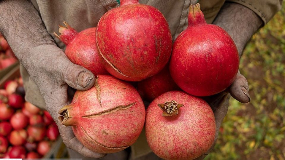 انارِ قصرالدشت