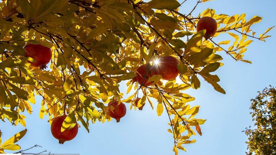 انارِ قصرالدشت