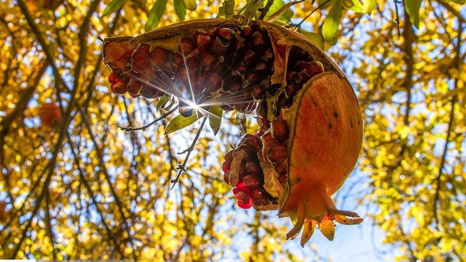 انارِ قصرالدشت