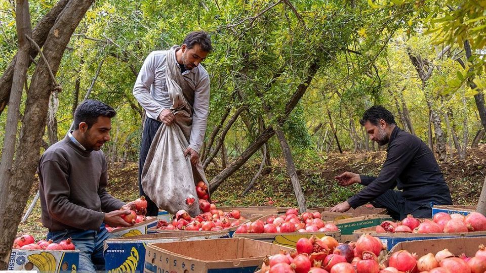 انارِ قصرالدشت