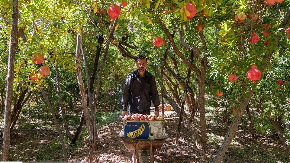 انارِ قصرالدشت