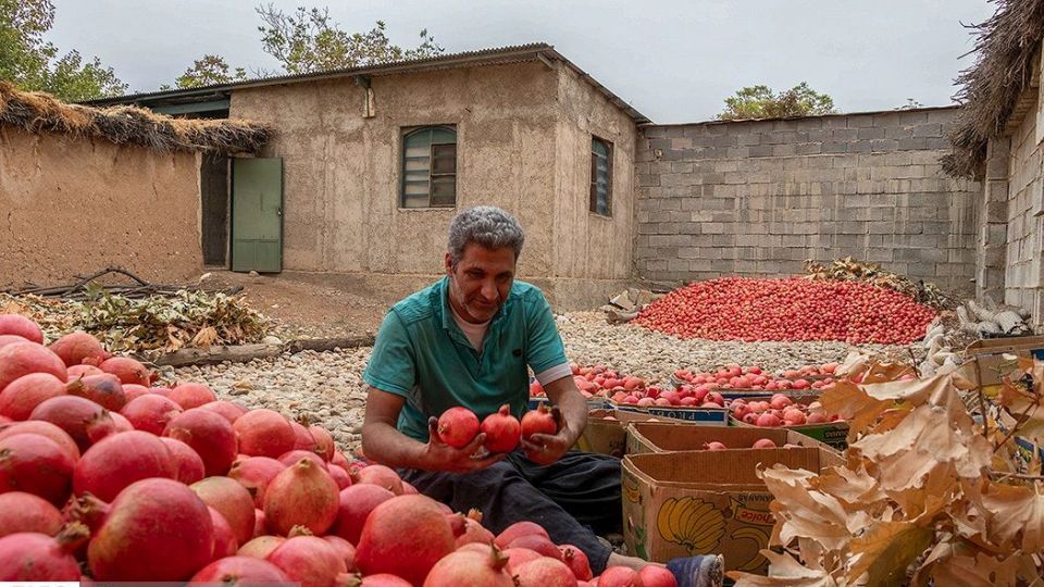انارِ قصرالدشت