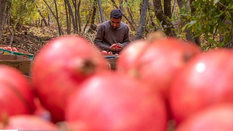 انارِ قصرالدشت