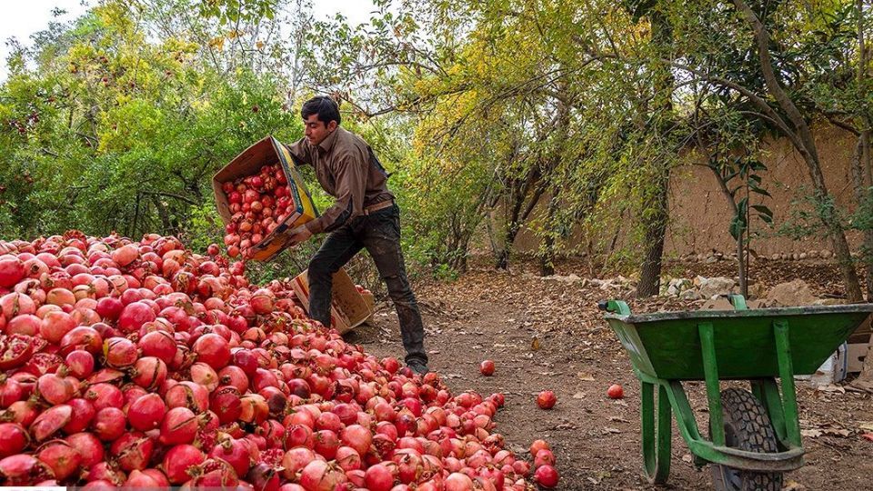 انارِ قصرالدشت
