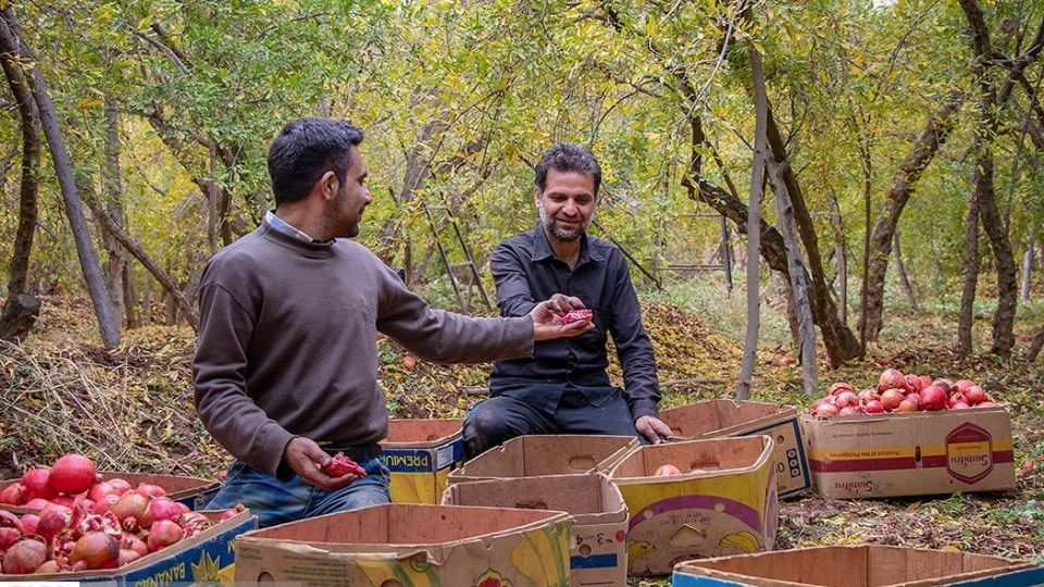 انارِ قصرالدشت