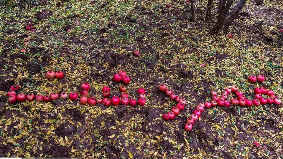 انارِ قصرالدشت