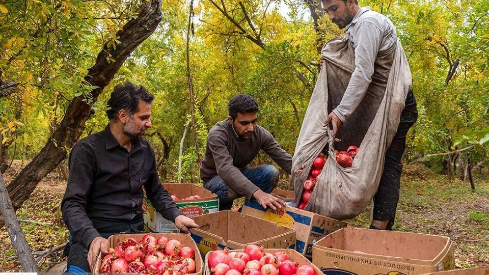 انارِ قصرالدشت
