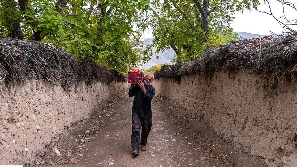 انارِ قصرالدشت