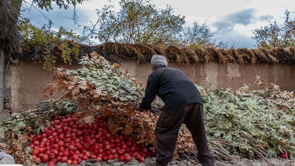 انارِ قصرالدشت