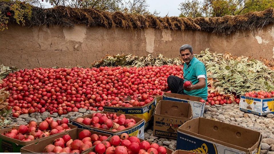 انارِ قصرالدشت