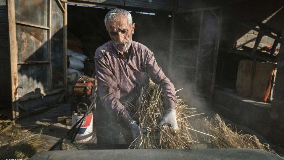 خرمن کوبی برنج به سبک سنتی