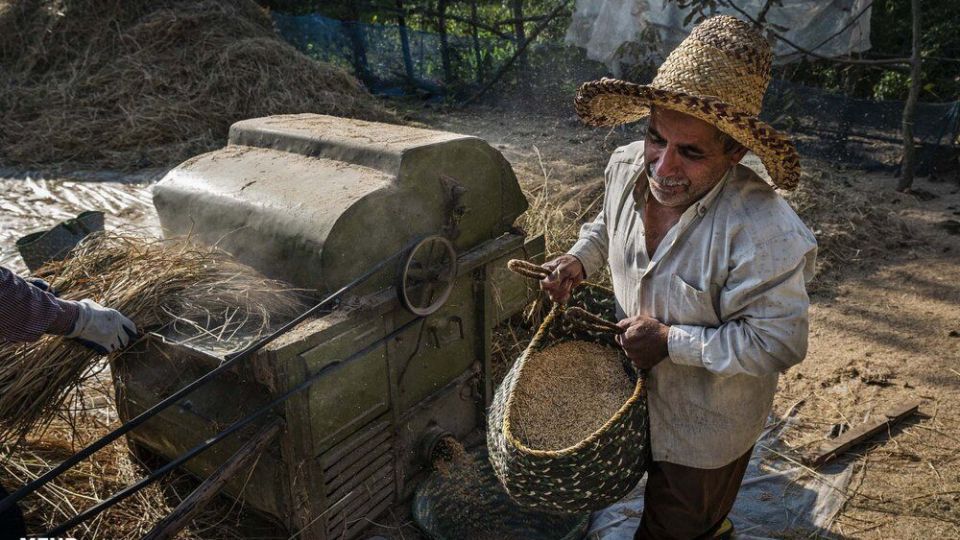 خرمن کوبی برنج به سبک سنتی