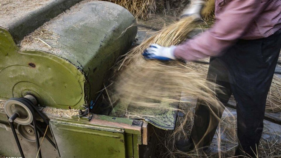 خرمن کوبی برنج به سبک سنتی