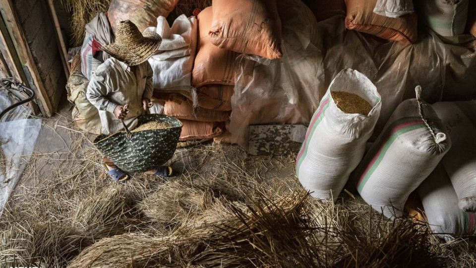 خرمن کوبی برنج به سبک سنتی