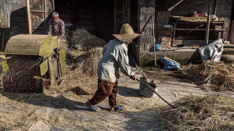 خرمن کوبی برنج به سبک سنتی