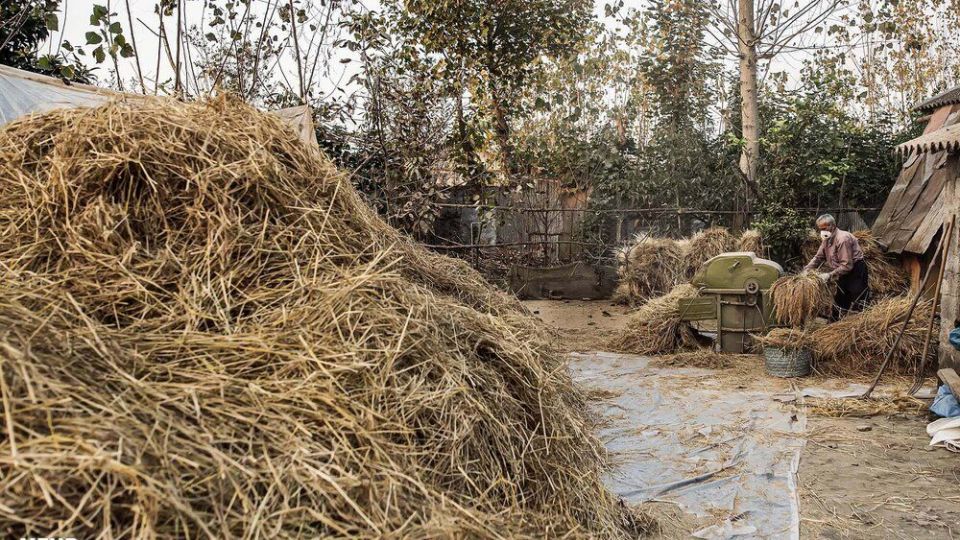 خرمن کوبی برنج به سبک سنتی