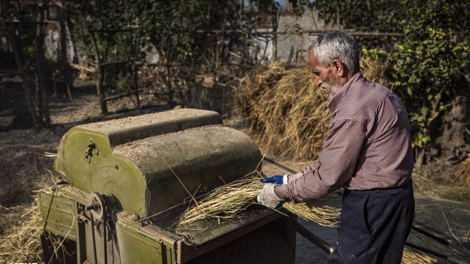 خرمن کوبی برنج به سبک سنتی