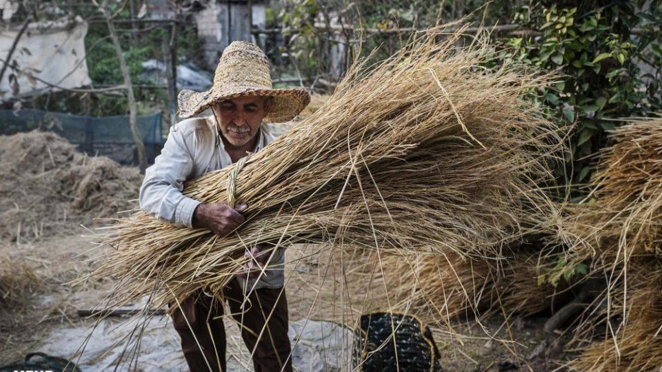 خرمن کوبی برنج به سبک سنتی