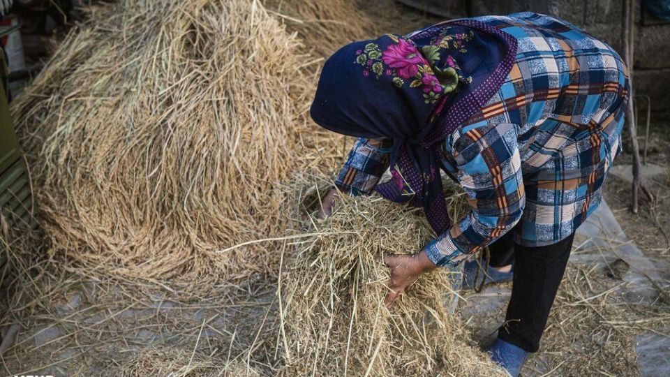 خرمن کوبی برنج به سبک سنتی