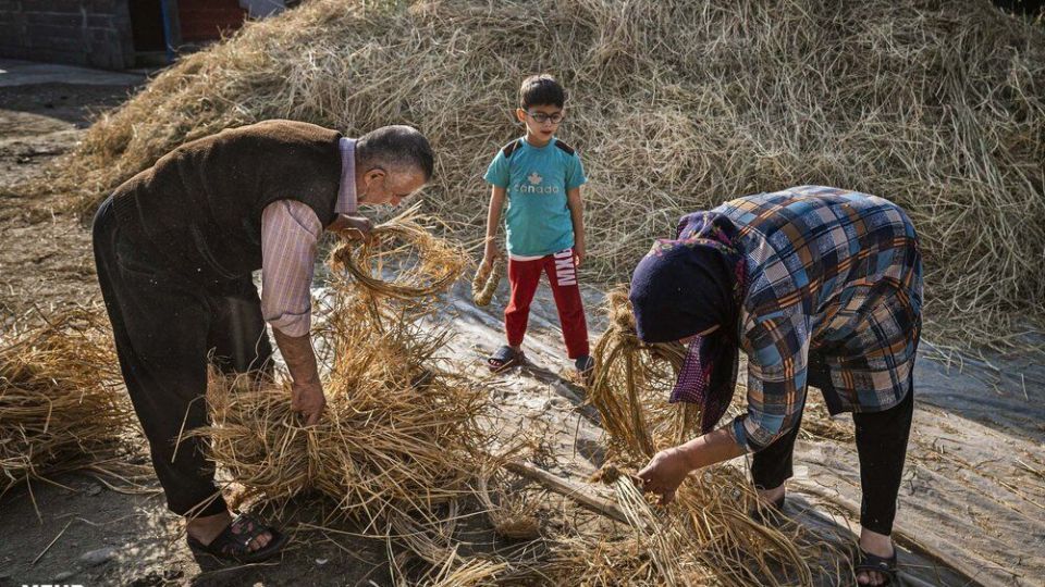 خرمن کوبی برنج به سبک سنتی