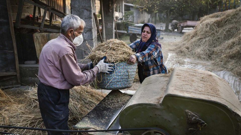 خرمن کوبی برنج به سبک سنتی