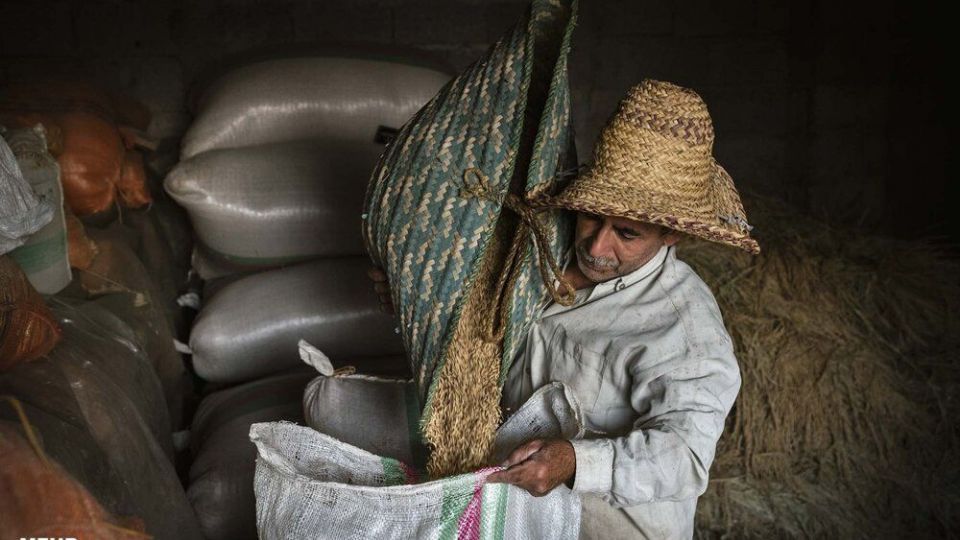 خرمن کوبی برنج به سبک سنتی