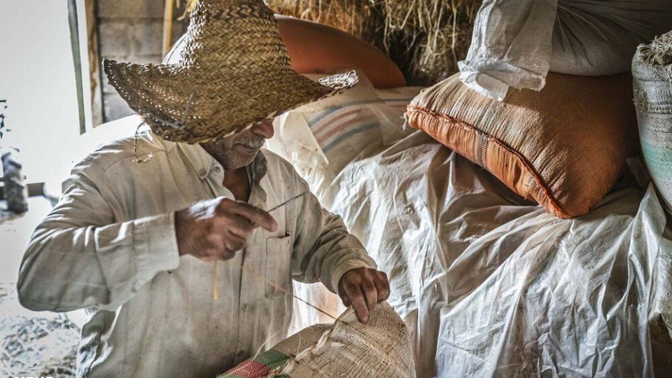 خرمن کوبی برنج به سبک سنتی