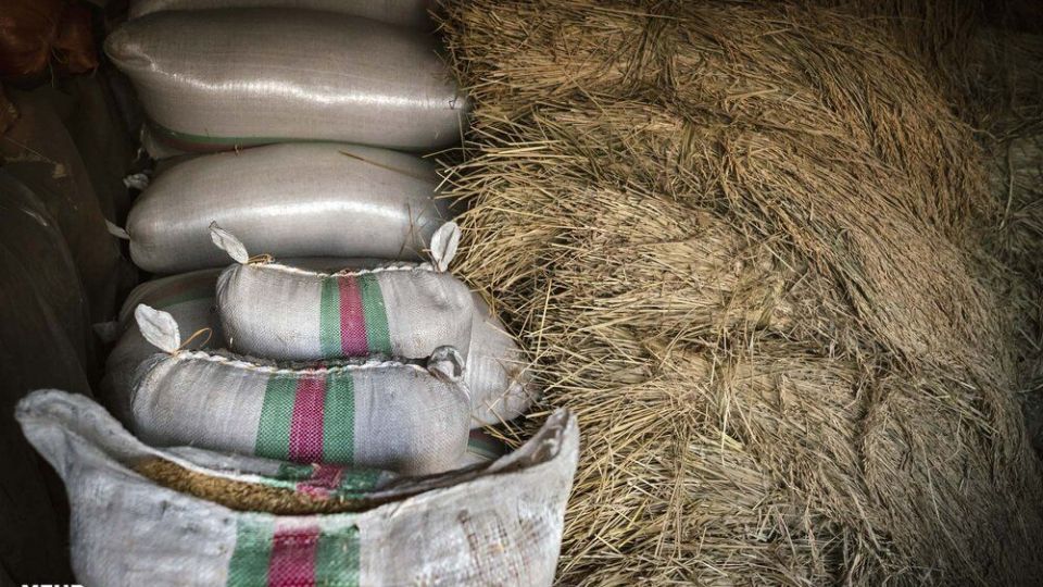 خرمن کوبی برنج به سبک سنتی