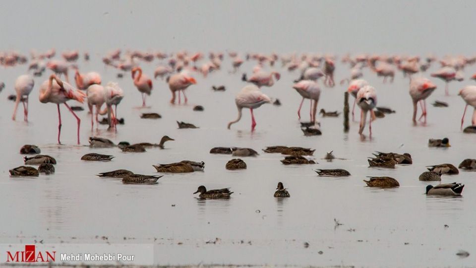  پرندگان مهاجر